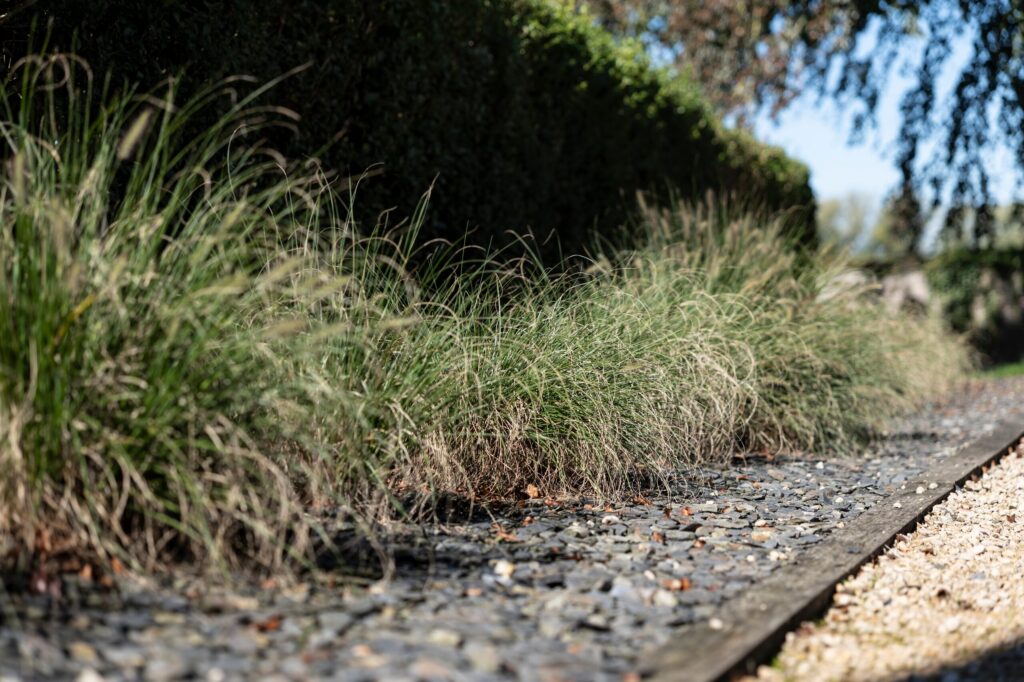 Bordure de graminées sur paillage d'ardoise, délimitée par une bordure en acier