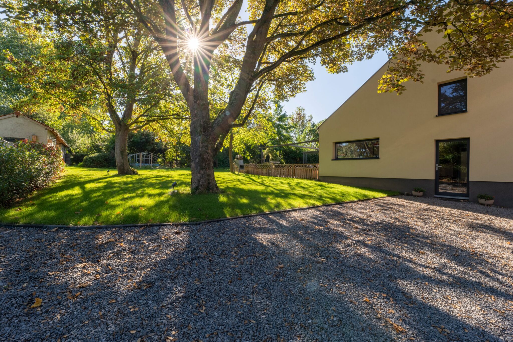 Cour en gravier et pelouse sous un grand arbre en contre-jour
