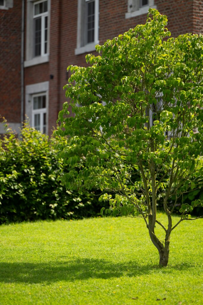 Jeune arbre planté sur une pelouse devant une façade en briques
