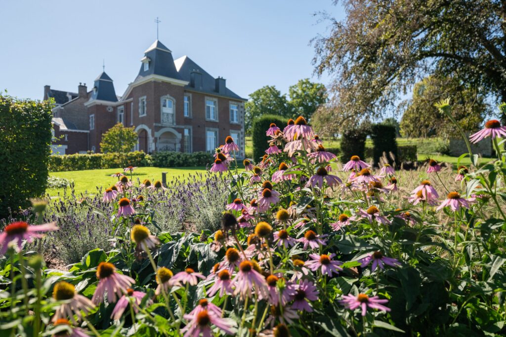 Massif d'échinacées et de lavande en fleurs devant un manoir