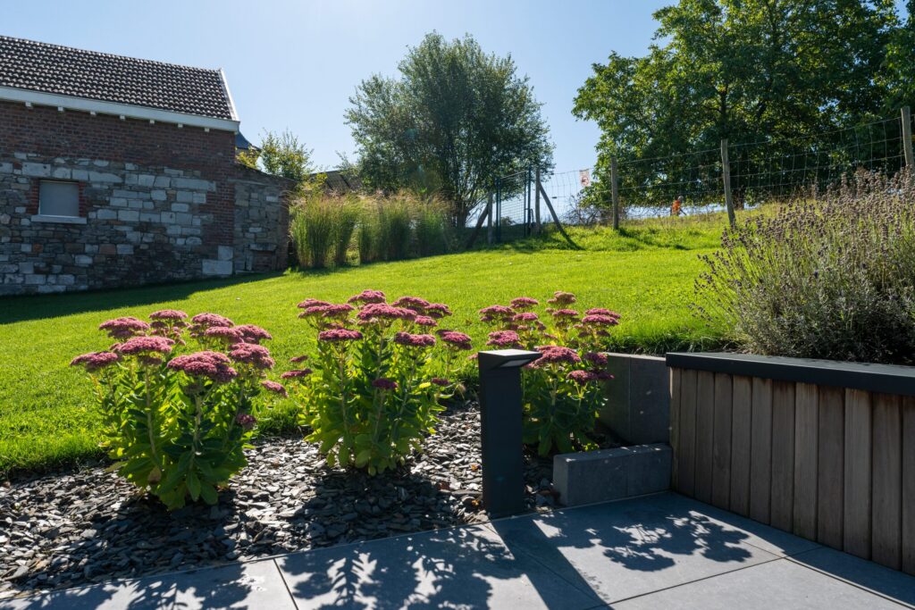 Massif de sedums et de lavande entre pelouse et terrasse en dalles