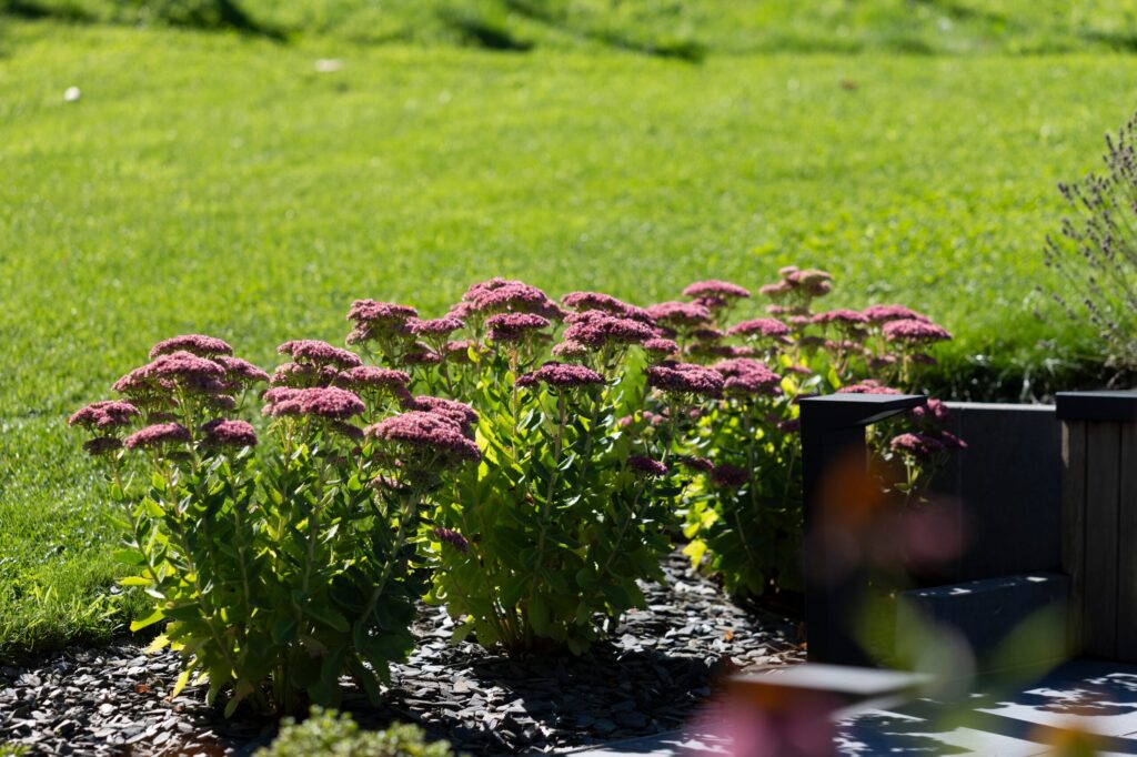 Sedums en fleurs sur paillage d'ardoise au pied d'une jardinière en bois