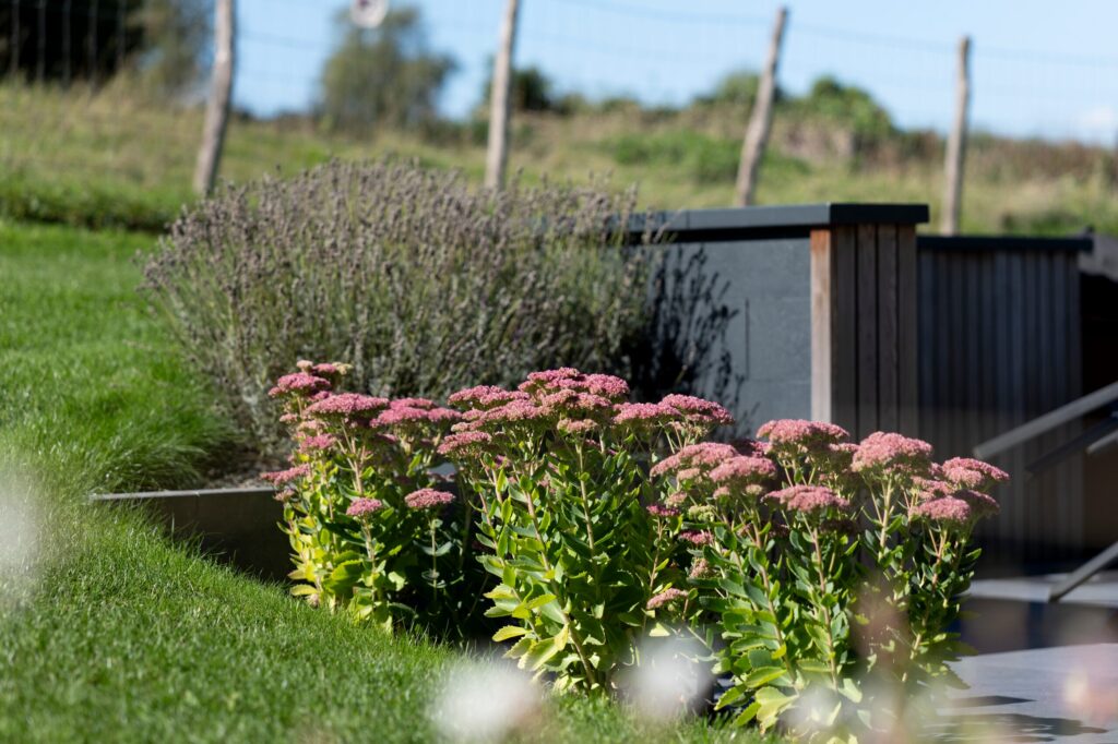 Sedums roses et lavande devant une jardinière en bois foncé